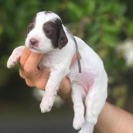 Grey Collar girl Sagebrush - Parti female Labradoodle puppy in Granite Falls, North Carolina from Carolina Goldendoodles