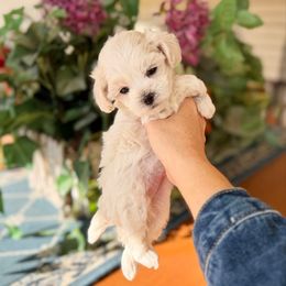 Snowman - White male Maltipoo puppy in West Jordan, Utah from Gem Puppies of Utah