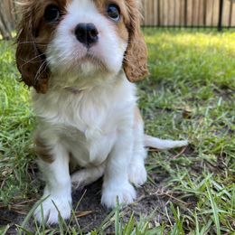 Black Russian Terrier and Cavalier King Charles Spaniel Puppies from Ocean Gem & Guardian Bears