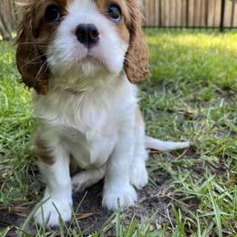 Black Russian Terrier and Cavalier King Charles Spaniel Puppies from Ocean Gem & Guardian Bears