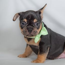 French Bulldog Puppies from Faux Real Frenchies