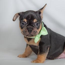 French Bulldog Puppies from Faux Real Frenchies