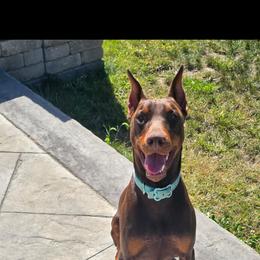 Doberman Pinscher All Grown Up from Joselyn James