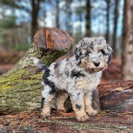 Bernedoodle Puppies from Whispering Aspen Homestead