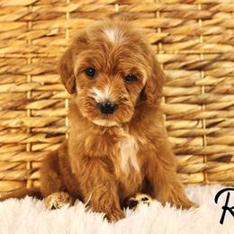 Rum - Apricot male Goldendoodle puppy in Casa Grande, Arizona from AzDoodle Dandies