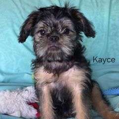 Kayce - Black and tan male Brussels Griffon puppy in Independence, Kansas from Sunflower Brussels Griffon