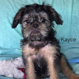 Kayce - Black and tan male Brussels Griffon puppy in Independence, Kansas from Sunflower Brussels Griffon