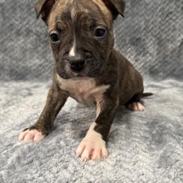Boy 3 - Red brindle male American Pit Bull Terrier puppy in Nine Mile Falls, Washington from Bartin Kennels