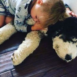 Bernedoodle Puppies from Natchez Trace Doodles