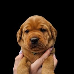 Brussel - Yellow male Labrador Retriever puppy in Sidney, Nebraska from Nebraska Strong Labradors