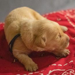 Ms. Purple - Golden female Golden Retriever puppy in Brentwood, California from Golden M Family Farms