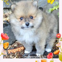 Popeye AKC - Red sable male Pomeranian puppy in Eatonville, Washington from Foxy Forest Poms