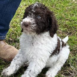 Girl 3 - Chocolate Labradoodle puppy in Texas from Freedom Pines Doodles