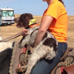 Basenjis, German Wirehaired Pointers, and Pointers from Mountain View Kennel