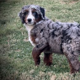 Picasso - Merle male Assorted Doodle Crosses puppy in Wayne, West Virginia from Faith, Feathers & FurBabies