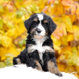 Cleo - Tri-color female Bernedoodle puppy in Spokane, Washington from Lilac City Doodles