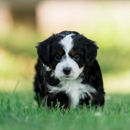 Handie - male Australian Mountain Doodle puppy in Cortez, Colorado from Sassy Pants Pups