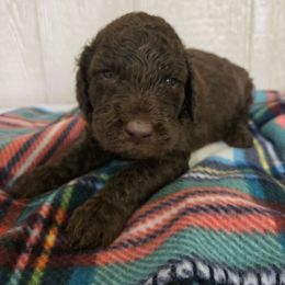 Orange collar - male Newfypoo puppy in Mckenzie, Tennessee from Small Town Doodles & Poodles