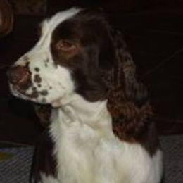 English Springer Spaniel puppies from It's  A Dog Thing
