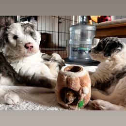Sheepadoodle Puppies from Life Unleashed Farm