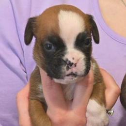Dawn - Fawn female Boxer puppy in Evans, Georgia from Kimberly's Boxers