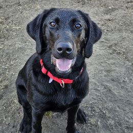 Soria - Black female Labrador Retriever puppy in Winston, Oregon from Feywild Kennels