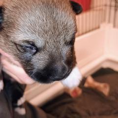 Tiwaz - Gray male Swedish Vallhund puppy in Ellensburg, Washington from Faery Mount Farm