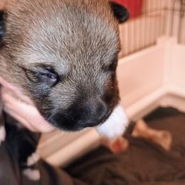 Tiwaz - Gray male Swedish Vallhund puppy in Ellensburg, Washington from Faery Mount Farm