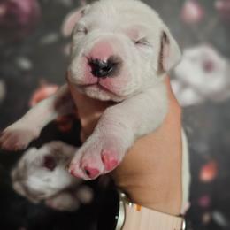 Zeus - White and lemon male Dalmatian puppy in Gray, Georgia from Fuller Spots