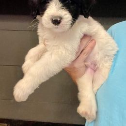 Henry - Black and white male Sheepadoodle puppy in Winfield, Alabama from Rose Lane Doodles