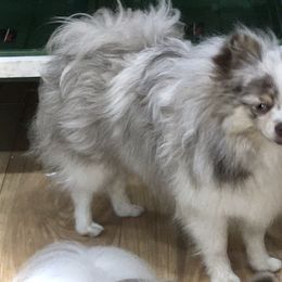Kissy - Pomeranian