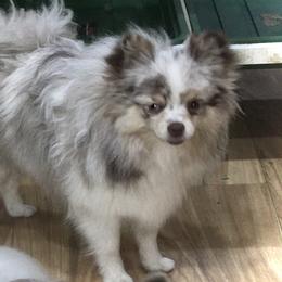 Kissy - Pomeranian