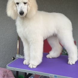 Coco - Cream Poodle puppy in North Port, Florida from Desert in the South Standard Poodles