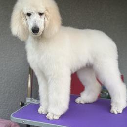 Coco - Cream Poodle puppy in North Port, Florida from Desert in the South Standard Poodles