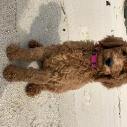 Lefty Lucy - Poodle