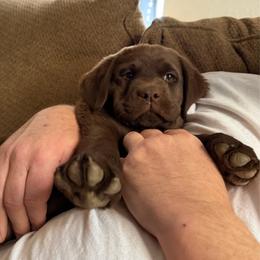 Lavender collar - Chocolate female Labrador Retriever puppy in Somerset, California from Cantina Labs and Cavs