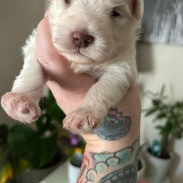 Male 2 - Wheaten male Miniature Schnauzer puppy in Lowell, North Carolina from Prestigious Schnuazers
