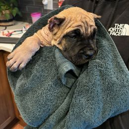 Cane Corso Puppies from PNW Cane Corsos