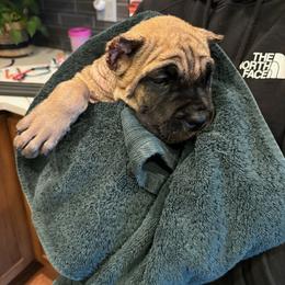 Cane Corso Puppies from PNW Cane Corsos
