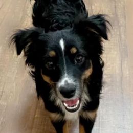 Baylor - Miniature Australian Shepherd