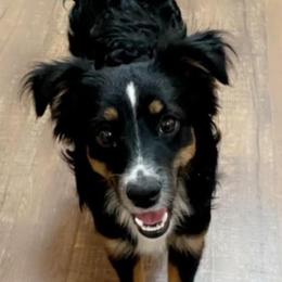 Baylor - Miniature Australian Shepherd