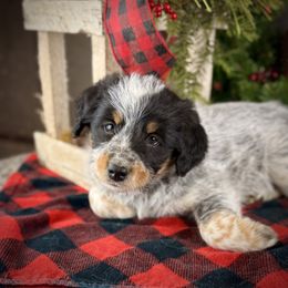 Tina - Blue female Assorted Doodle Crosses puppy in Ohio from Holley Doodles