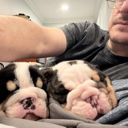 Bulldog puppies from Bulldog's 4 Brothers