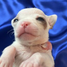 Snowball - White male Chihuahua puppy in Framingham, Massachusetts from Boston Chi Chis