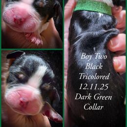 Boy 2 - Black white and tan male English Springer Spaniel puppy in Silverdale, Washington from TimberVale Springers