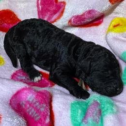 Juliet - Black female Goldendoodle puppy in Simpsonville, South Carolina from D & D Golden Doodles, LLC