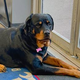 Rottweilers from KC Rottweiler Kingdom