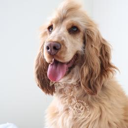 Fable - Sable male English Cocker Spaniel puppy in Savannah, Georgia from Soultiecockers