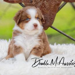 Flint - Red tri-color male Australian Shepherd puppy in Olivehurst, California from Double M Aussies