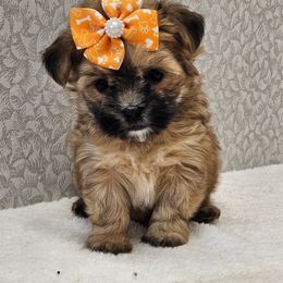 Gemma - Black and gold female Morkie puppy in Monticello, Iowa from Ashley’s Puppies